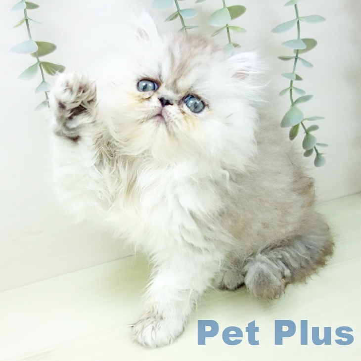 ペルシャの写真2