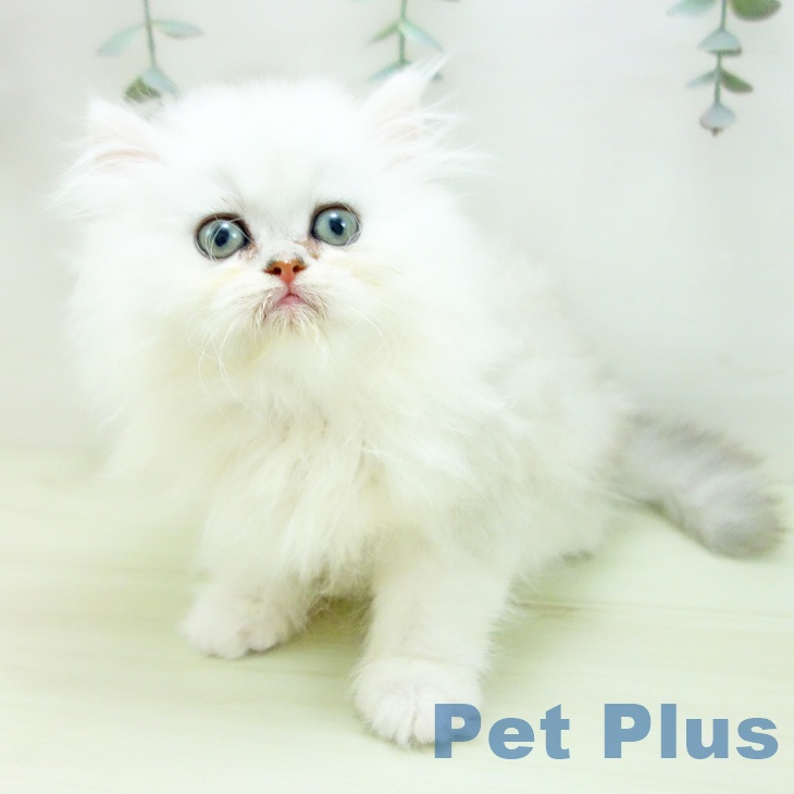 ペルシャの写真2