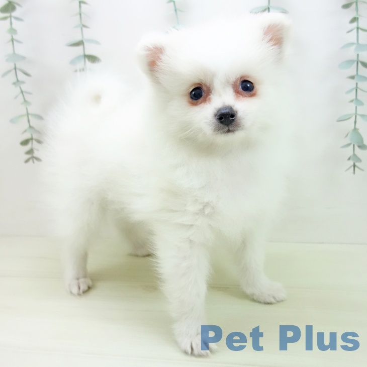 ポメラニアンの写真2