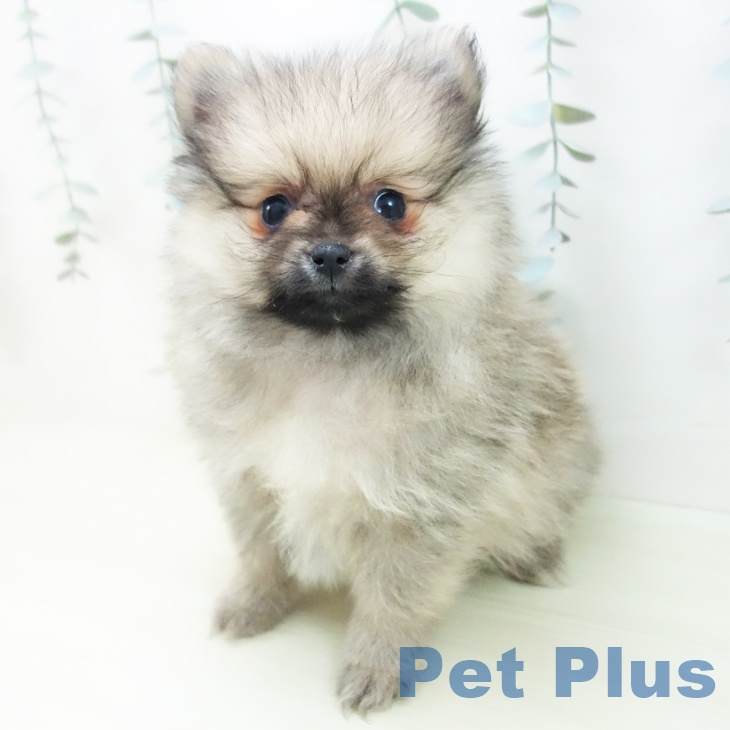 ポメラニアンの写真2