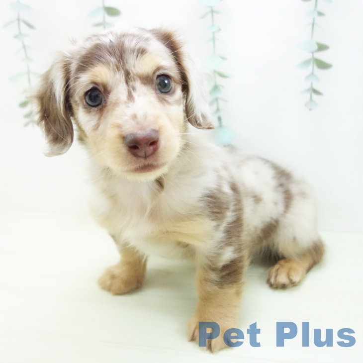 ミニチュア・ダックスフンドの写真2