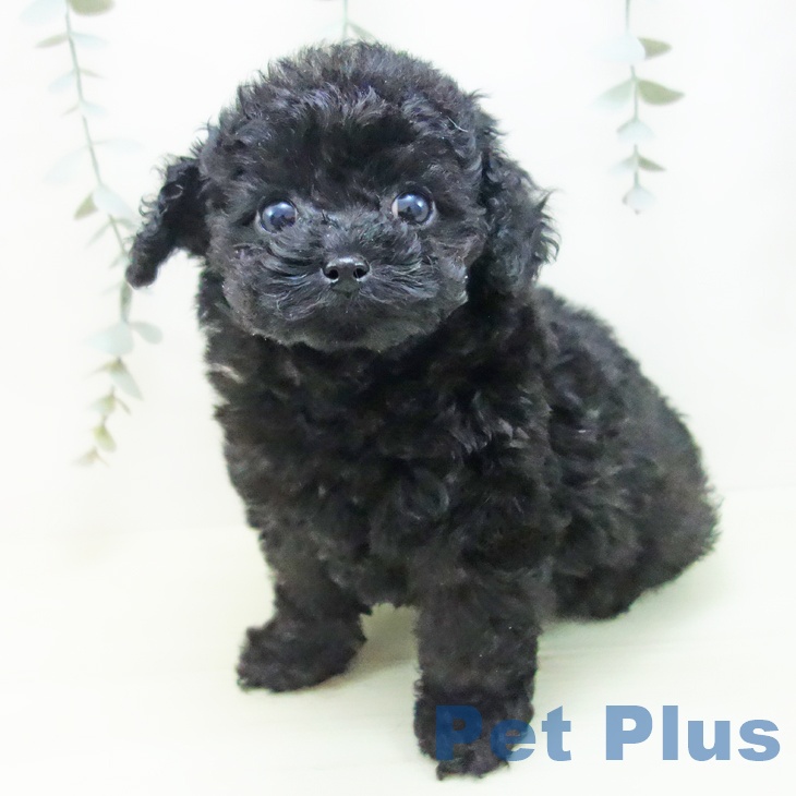 トイ・プードル