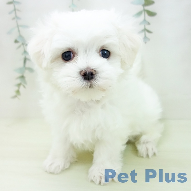 マルチーズの写真2