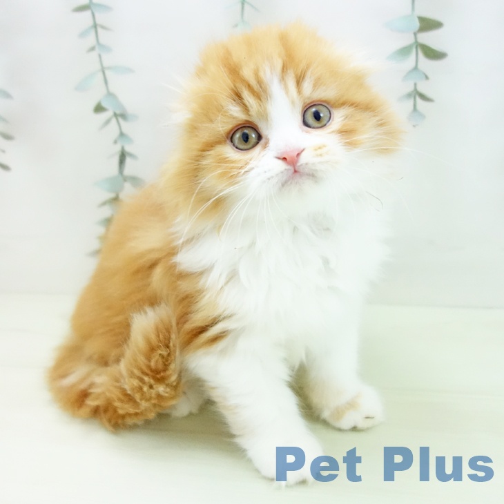 スコティッシュフォールド