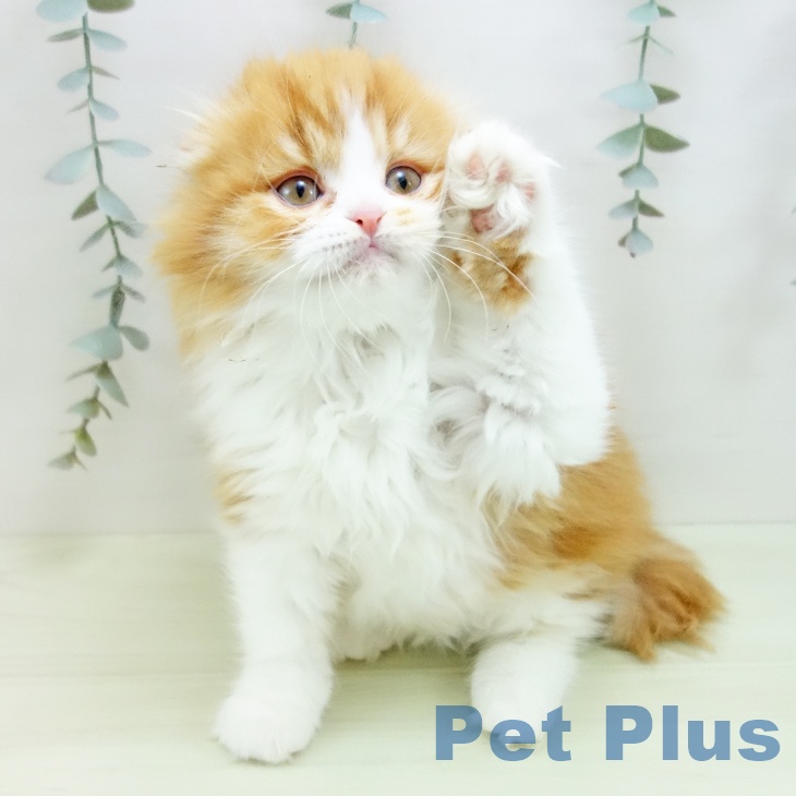 スコティッシュフォールドの写真2