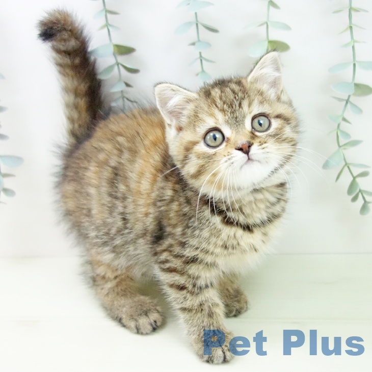 スコティッシュフォールド