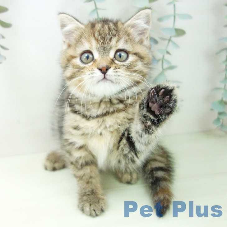 スコティッシュフォールドの写真2