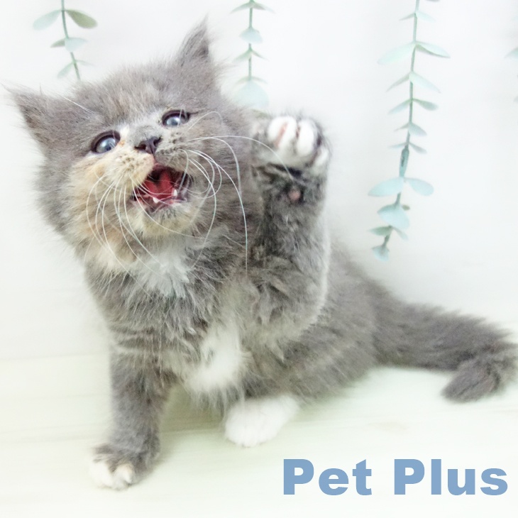 ラガマフィンの写真2