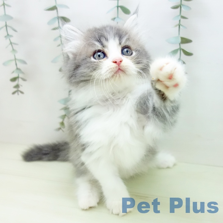 ラガマフィンの写真2