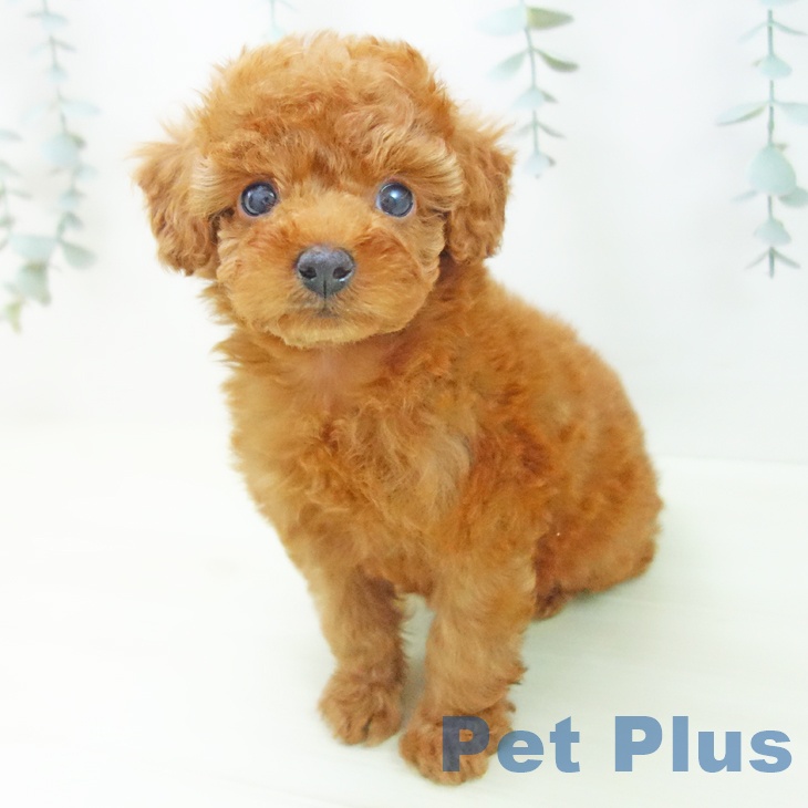 トイ・プードル