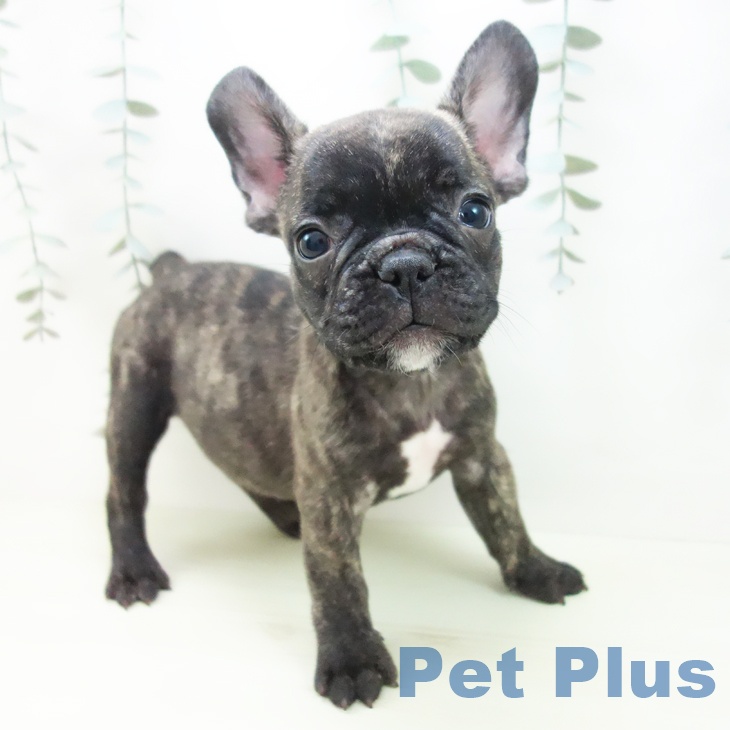 フレンチ・ブルドッグ