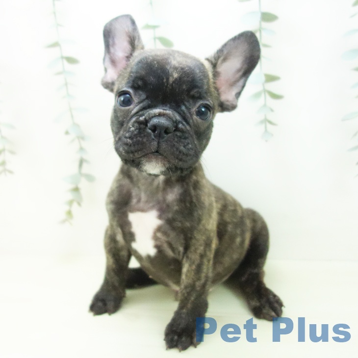 フレンチ・ブルドッグの写真2
