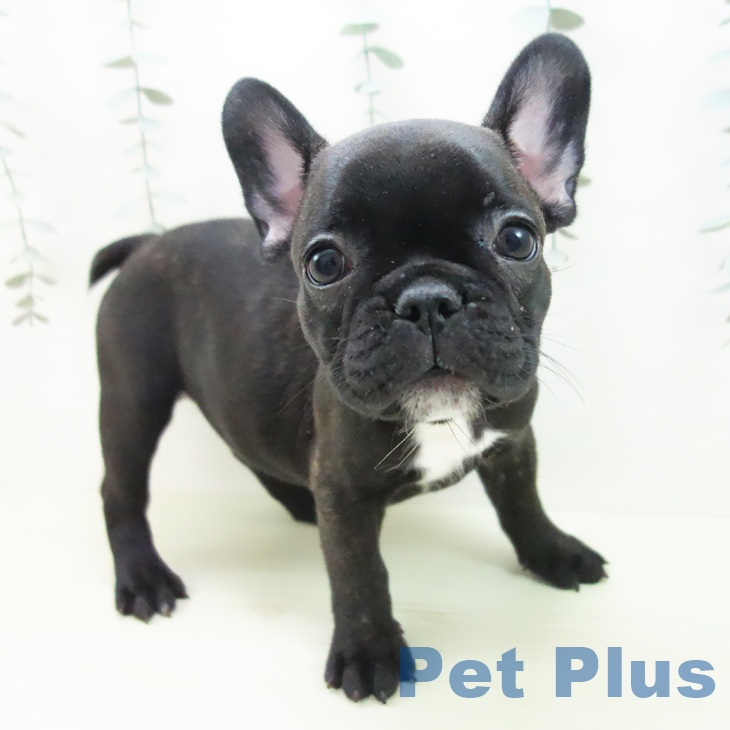 フレンチ・ブルドッグ