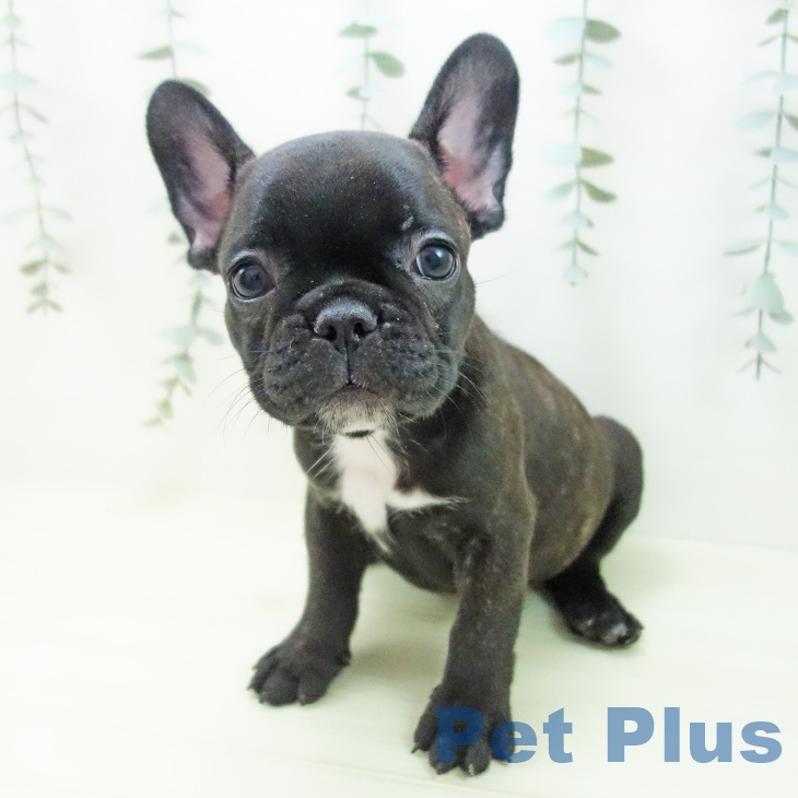フレンチ・ブルドッグの写真2