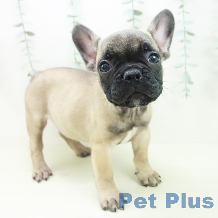 フレンチ・ブルドッグ