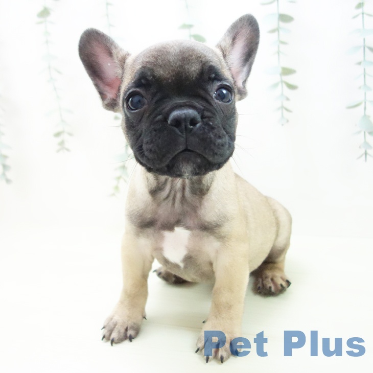 フレンチ・ブルドッグの写真2