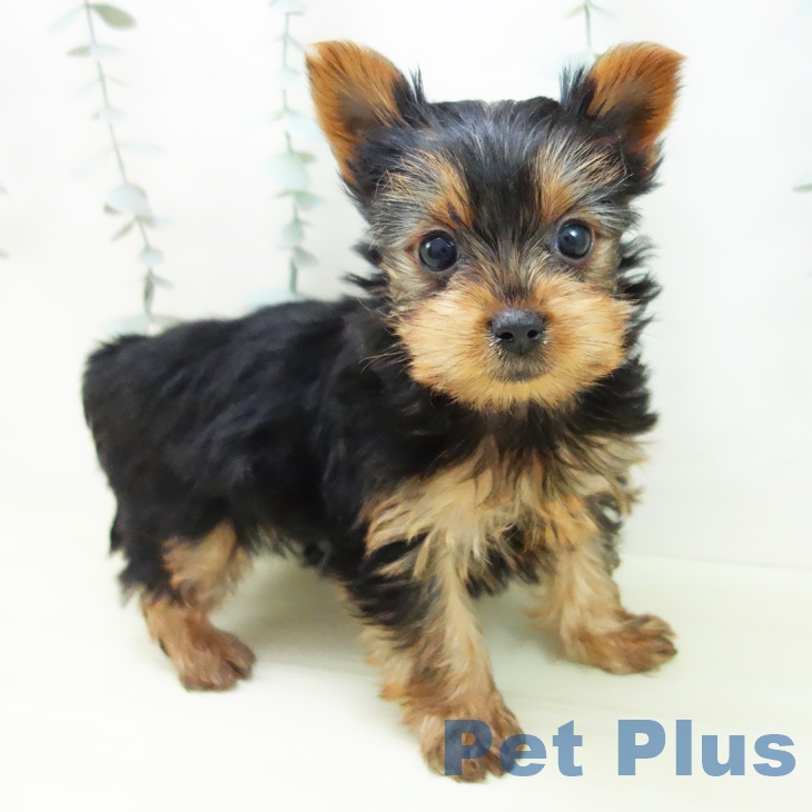 ヨークシャー・テリア