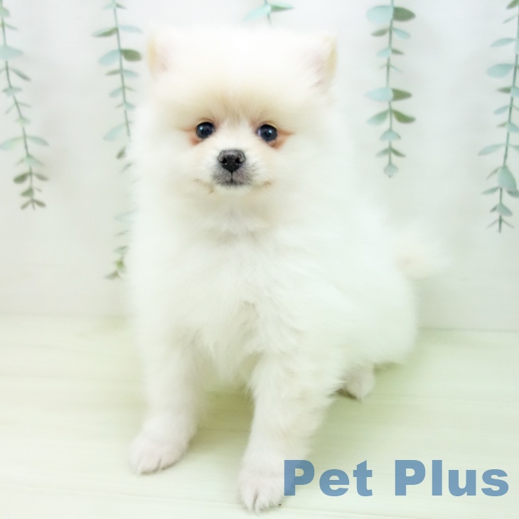 ポメラニアンの写真2