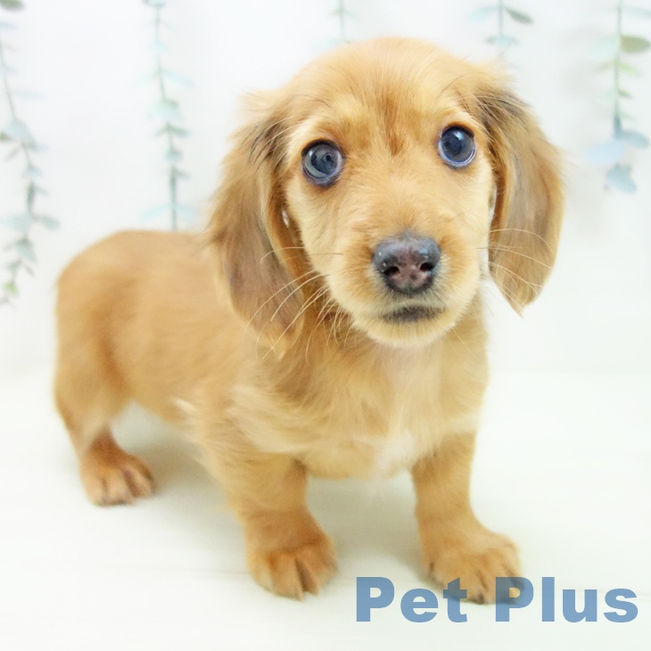 ミニチュア・ダックスフンド