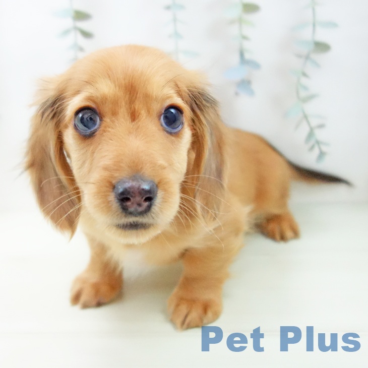 ミニチュア・ダックスフンドの写真2