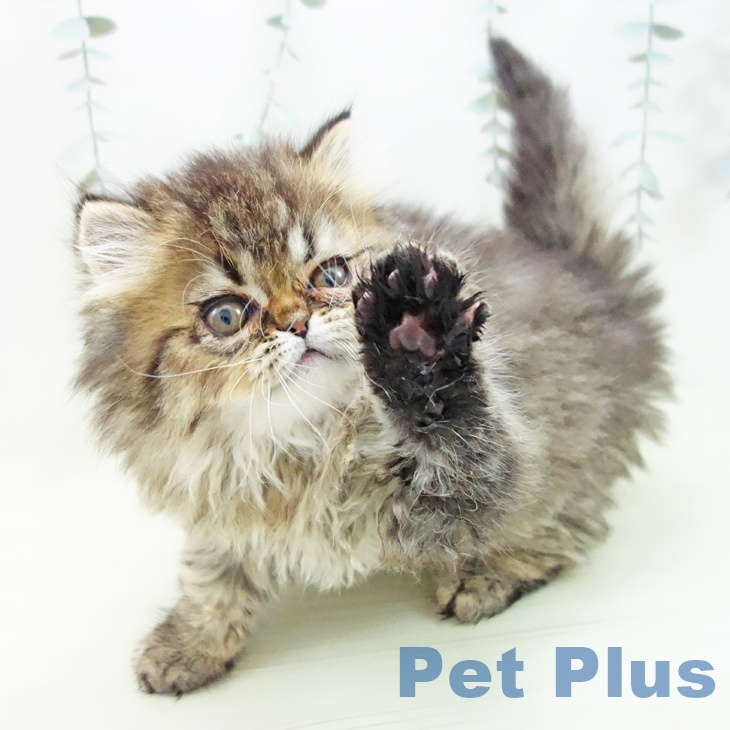 ペルシャの写真2