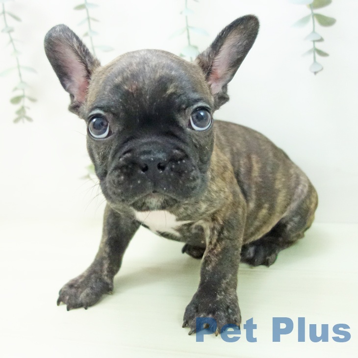 フレンチ・ブルドッグ