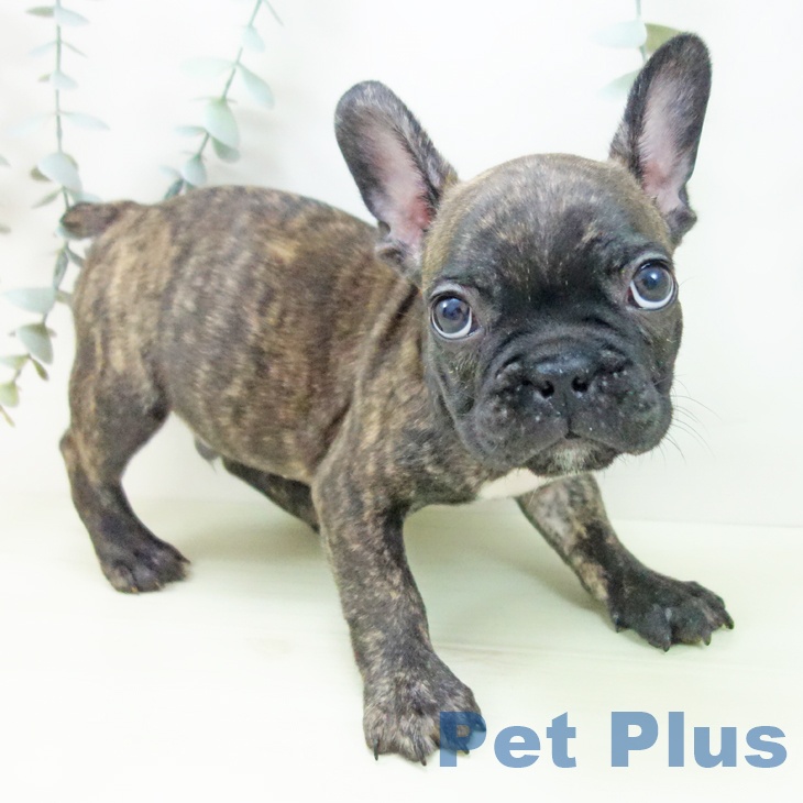 フレンチ・ブルドッグの写真2