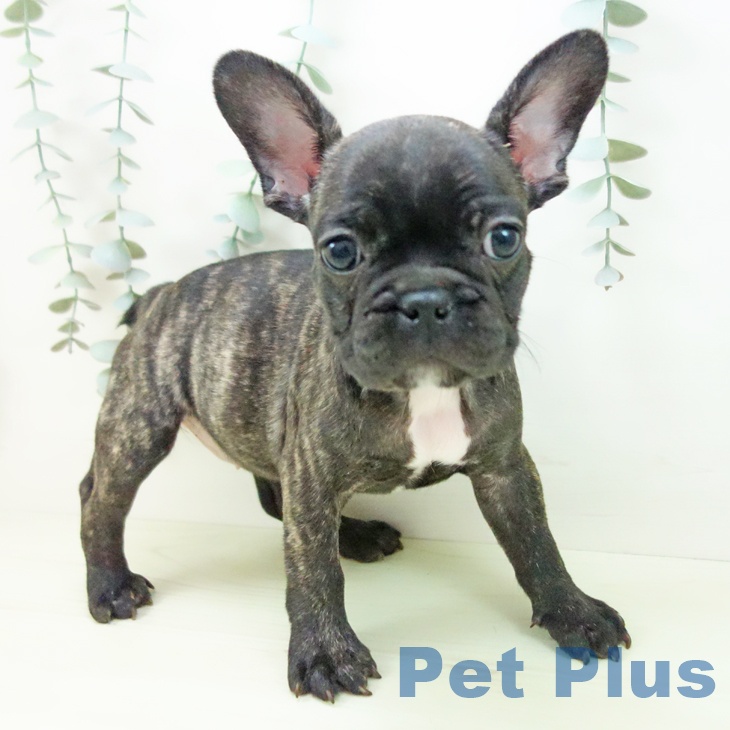 フレンチ・ブルドッグの写真2