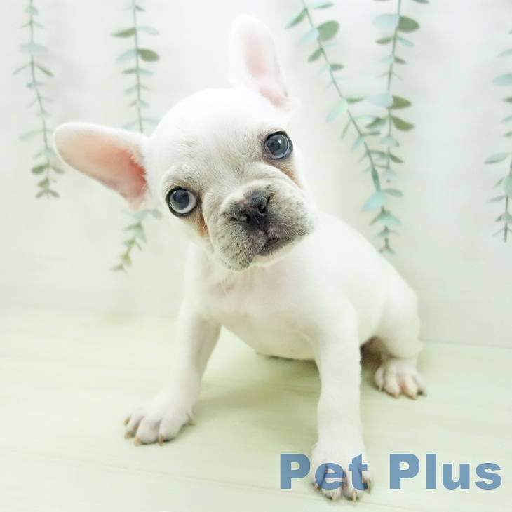 フレンチ・ブルドッグの写真2