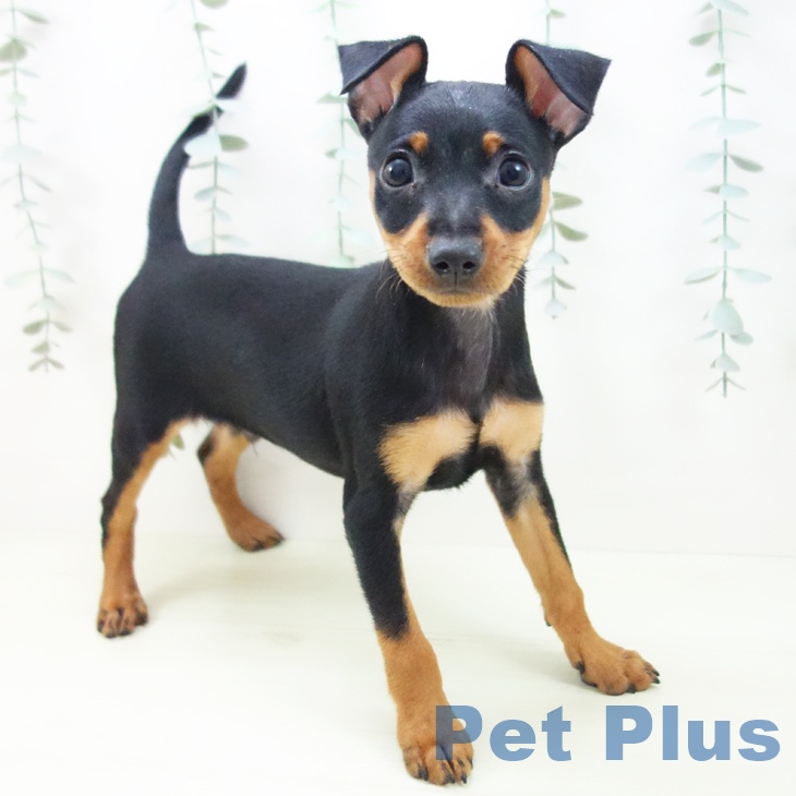 ミニチュア・ピンシャー