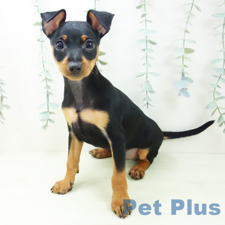 ミニチュア・ピンシャーの写真2