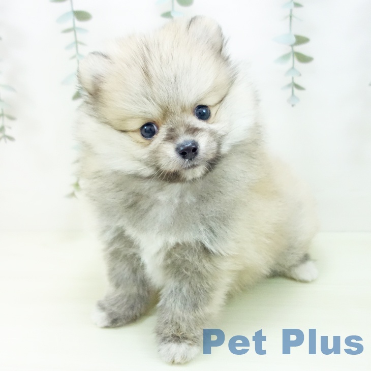 ポメラニアンの写真2