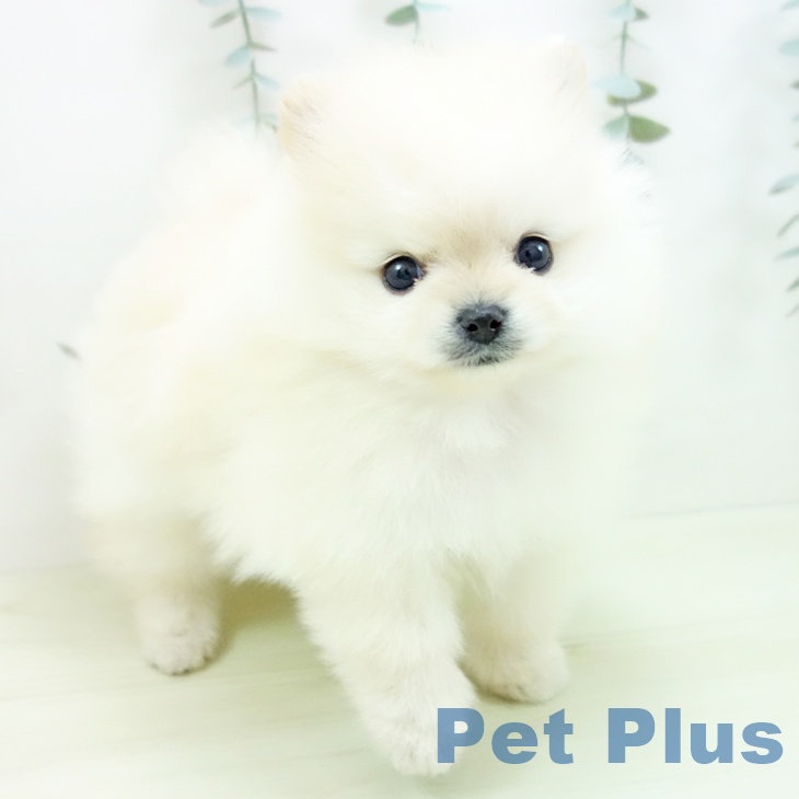 ポメラニアンの写真2