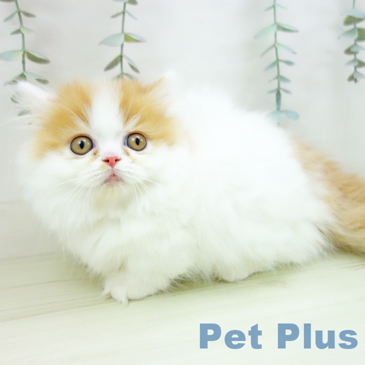 ミヌエットの写真2