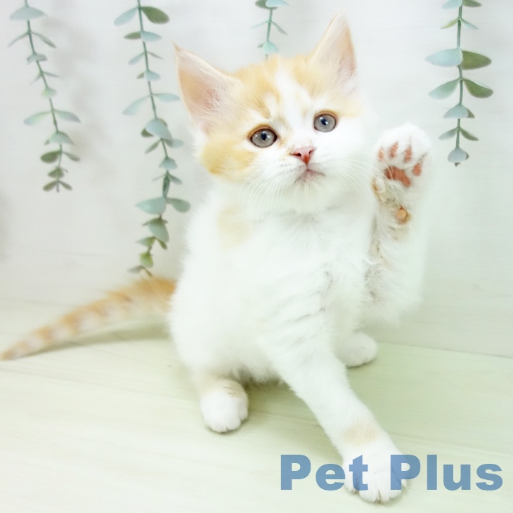 スコティッシュフォールドの写真2