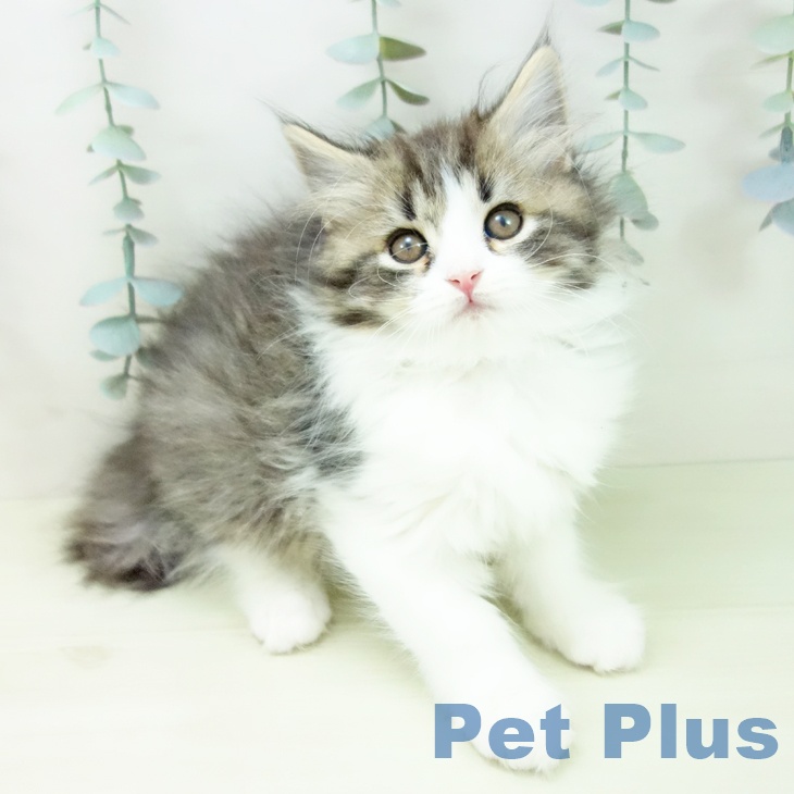 スコティッシュフォールド