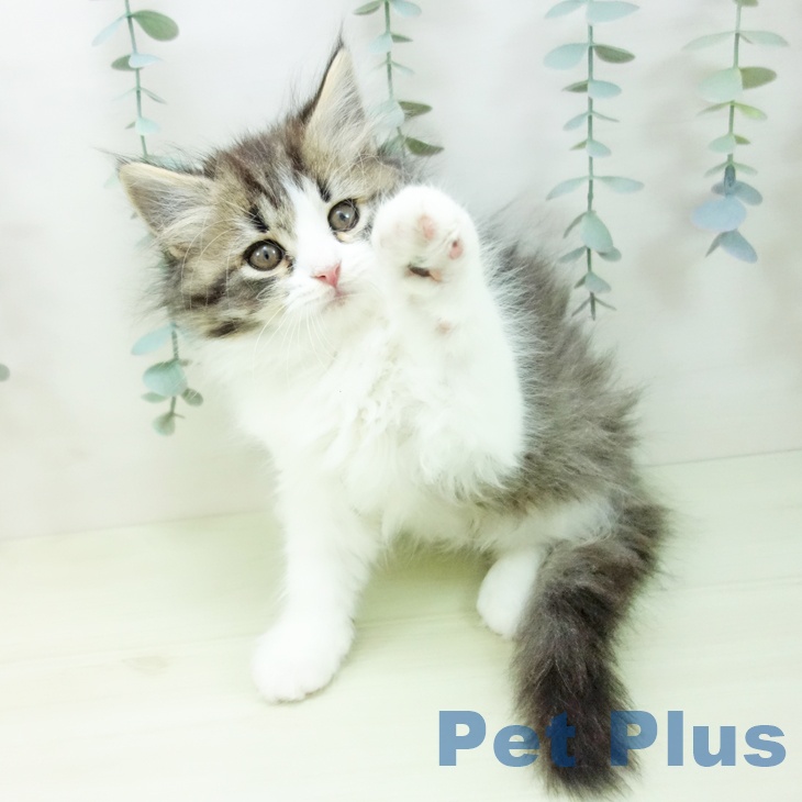 スコティッシュフォールドの写真2