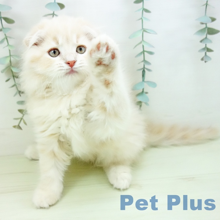 スコティッシュフォールドの写真2