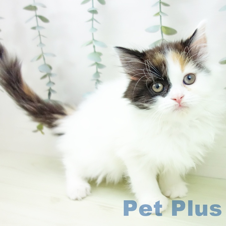 スコティッシュフォールド