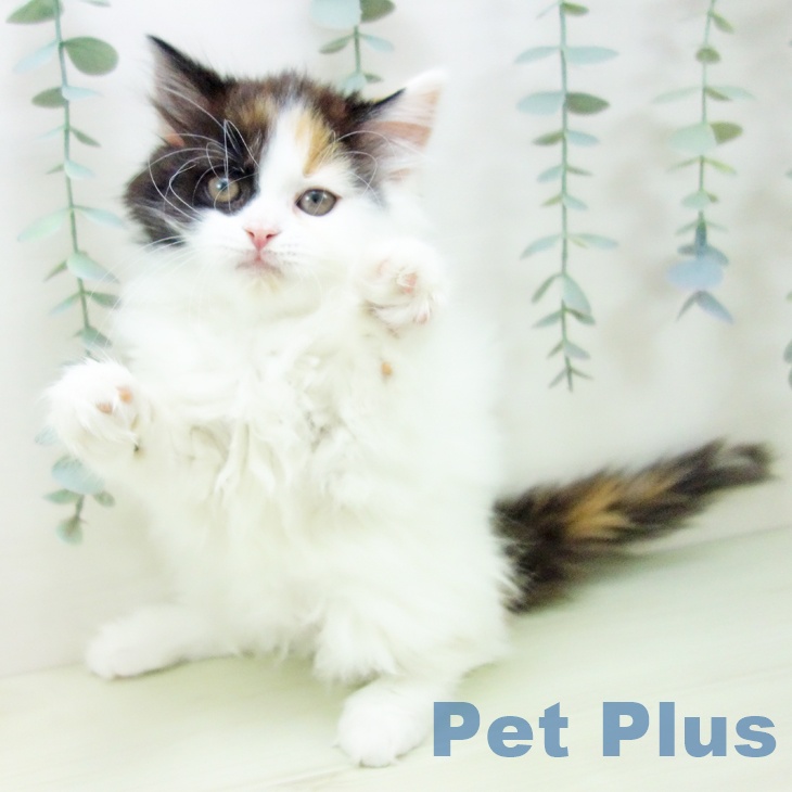 スコティッシュフォールドの写真2