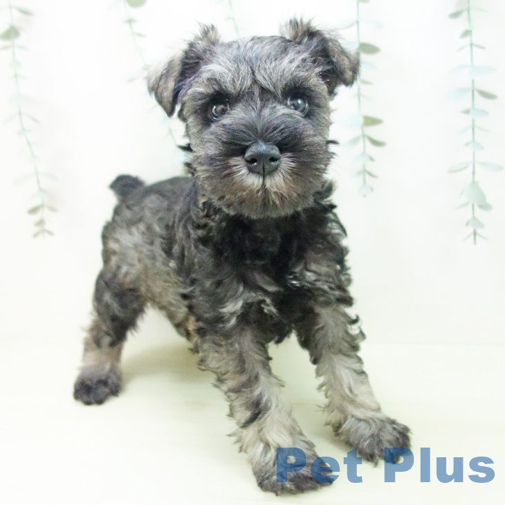 ミニチュア・シュナウザー