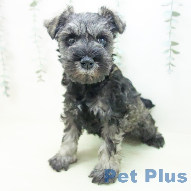 ミニチュア・シュナウザーの写真2