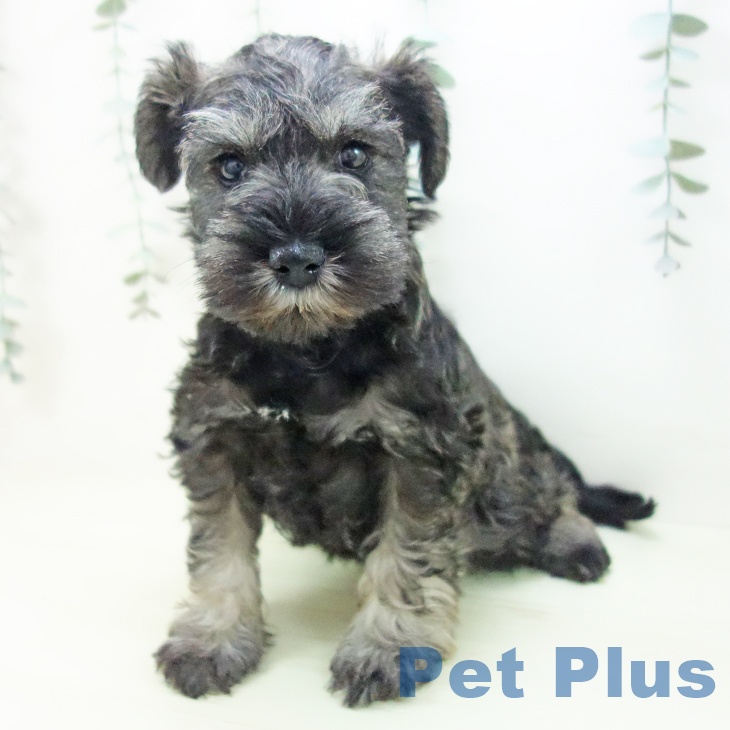 ミニチュア・シュナウザー