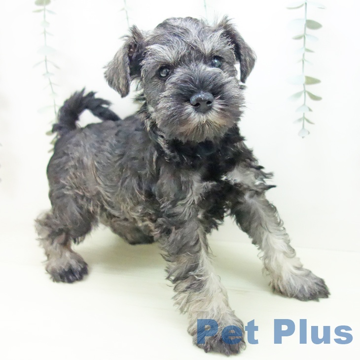 ミニチュア・シュナウザーの写真2