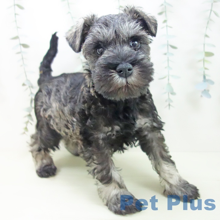 ミニチュア・シュナウザー