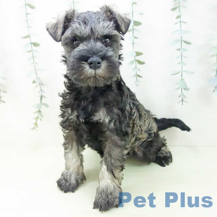 ミニチュア・シュナウザーの写真2