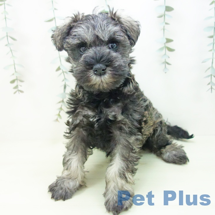 ミニチュア・シュナウザー