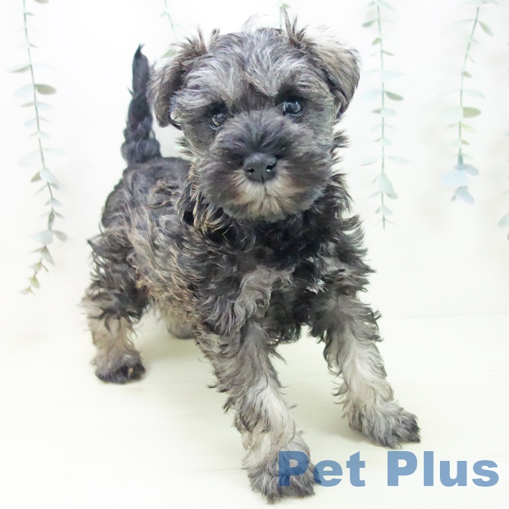 ミニチュア・シュナウザーの写真2