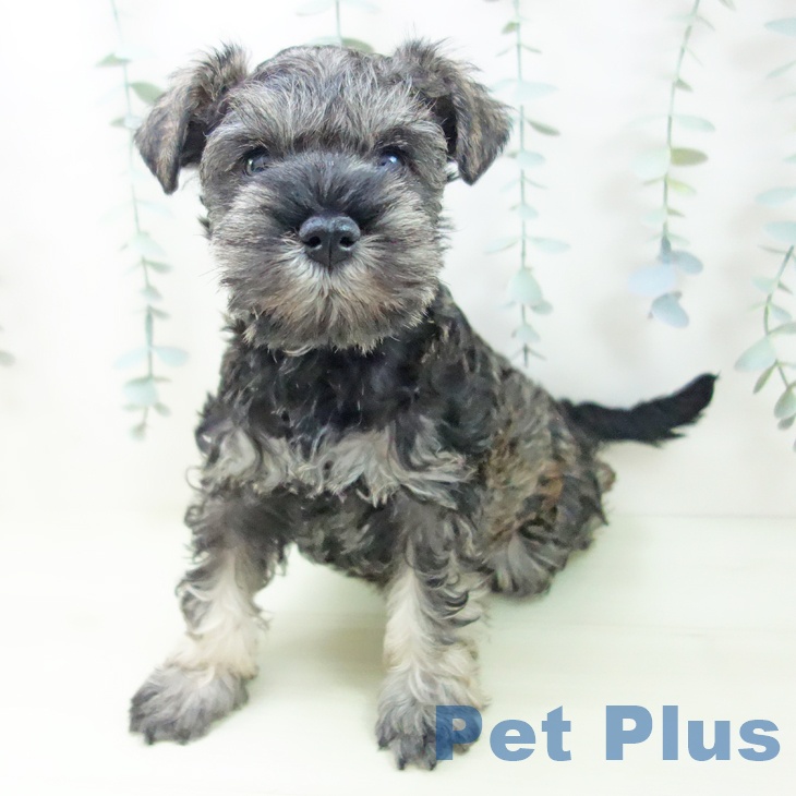 ミニチュア・シュナウザー