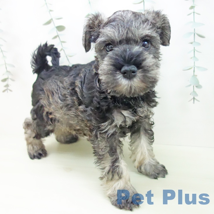 ミニチュア・シュナウザーの写真2